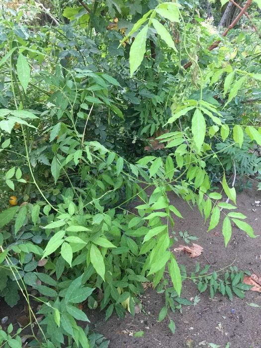 глициния- роскошная лиана с душистыми сиреневыми соцветиями