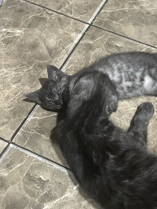 Продам шотландских котят