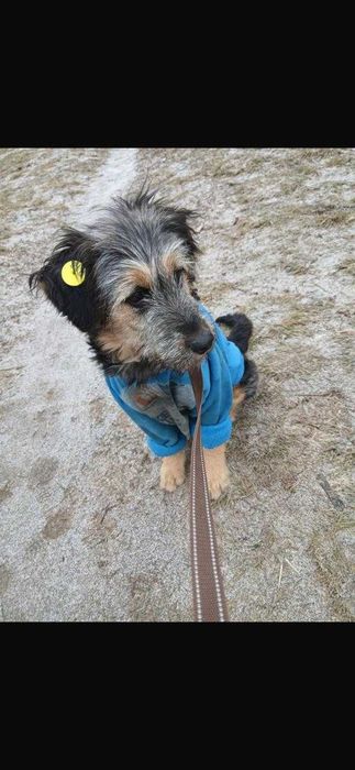 Собачка в ответственные руки