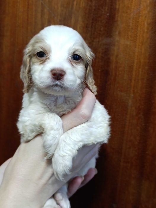 Продаются щенки спаниеля