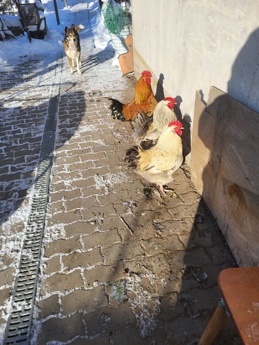 Петухи молодые 1,5 года