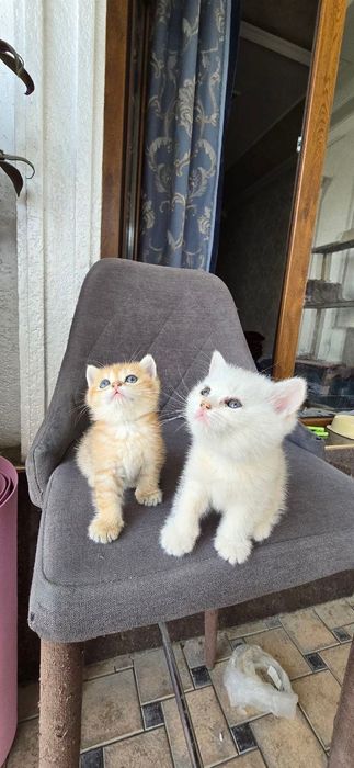 Британская Серебристый шиншилла