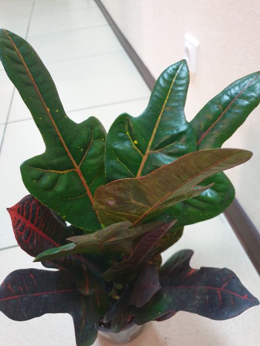 Продам комнатные цветы