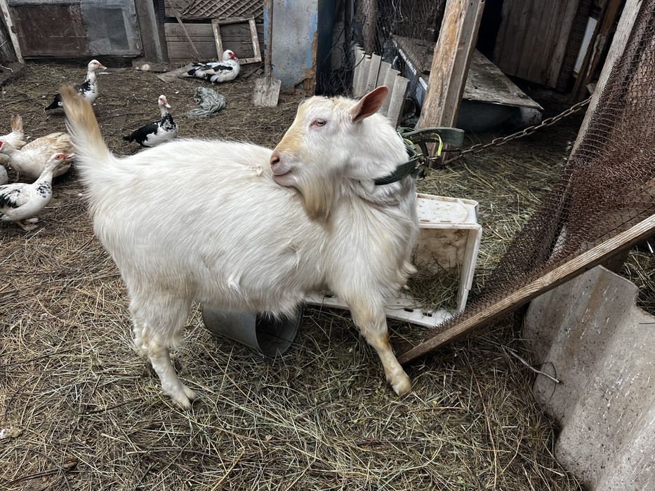 Продается козел нубийской породы.