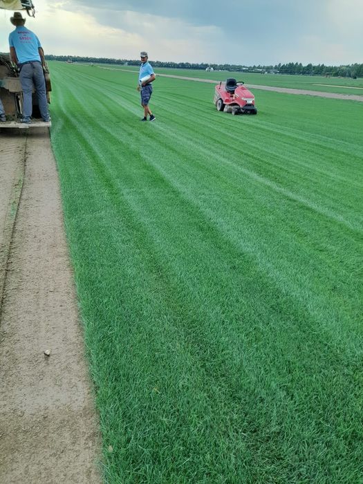 Gazon rulou natural de calitate