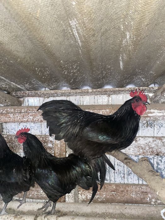 Cocoși australorp negru