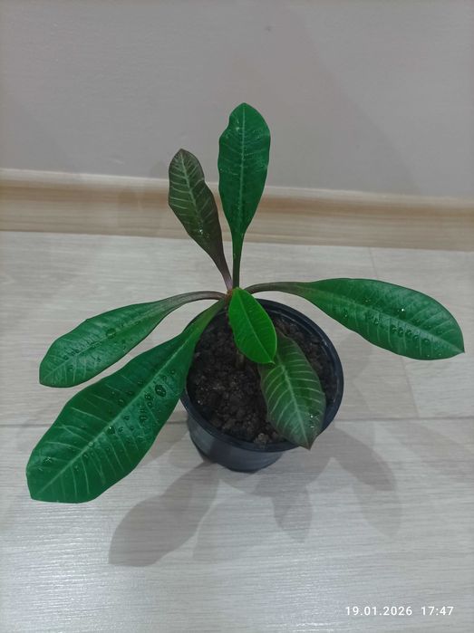 Стайни нецъвтящи растения