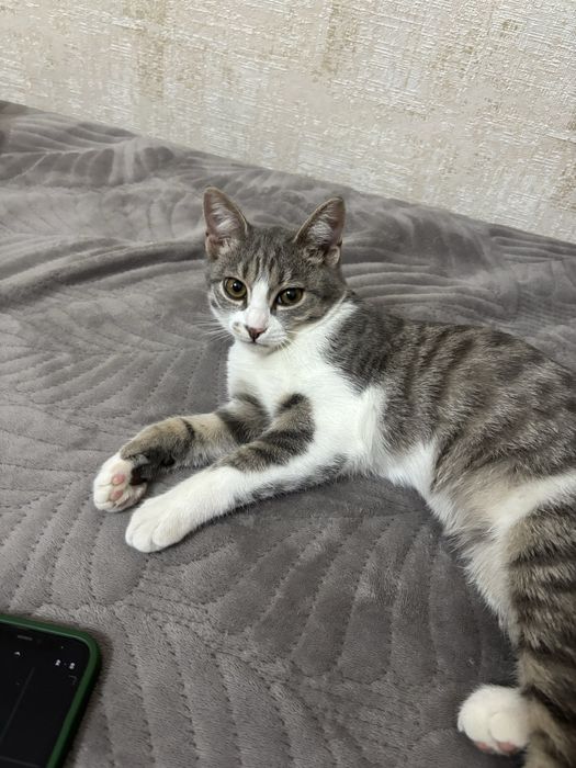 Ласковый серо-белый котёнок мальчик, домашний