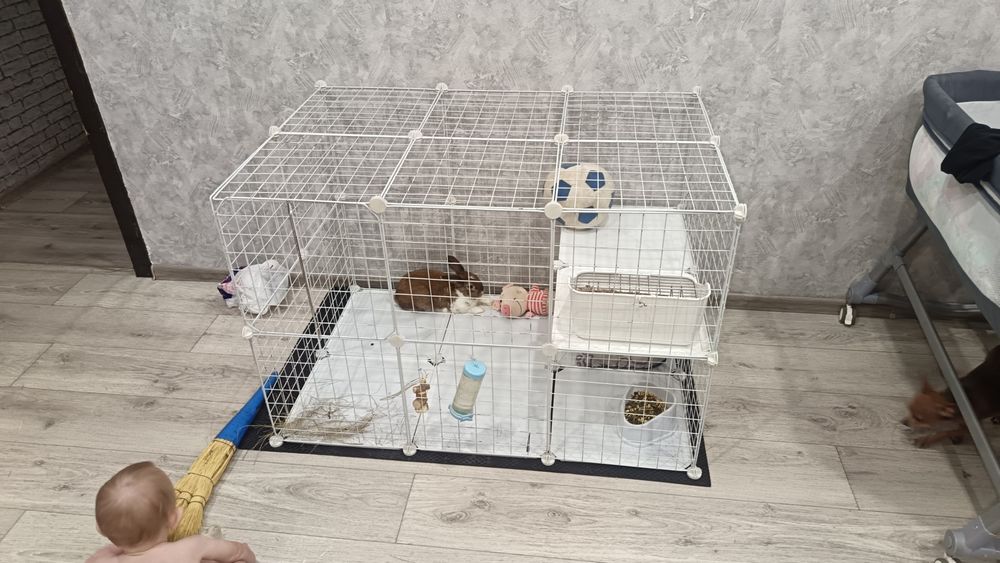 Отдам дикоротивного кролика