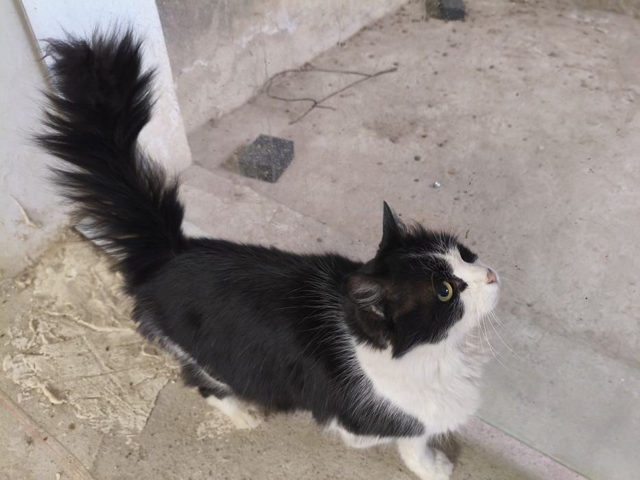 Момиккина мушук ва Икки боласи текинга