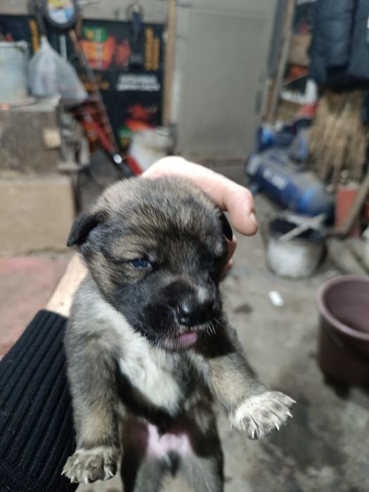 Отдам щенков овчарки даром