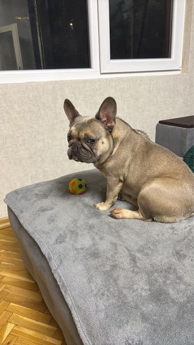 Френски булдог женски