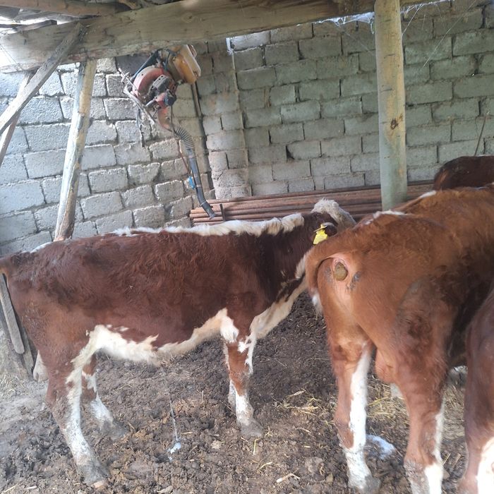 Gereford,Semintal, zotli xukizchalar