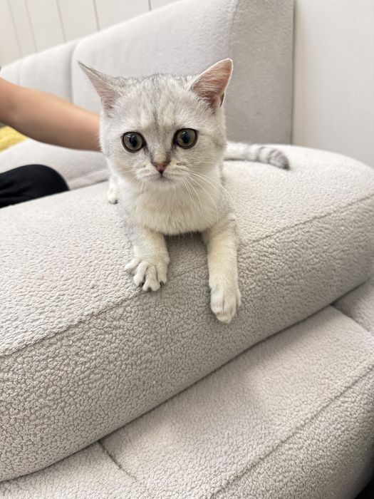 Шотландский котёнок