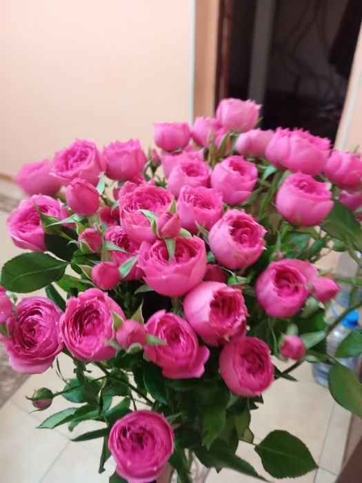 Розы розовые цветы