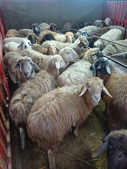 Токты кой сатылады