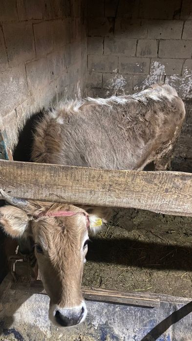 Сиырлар 2,5жасар