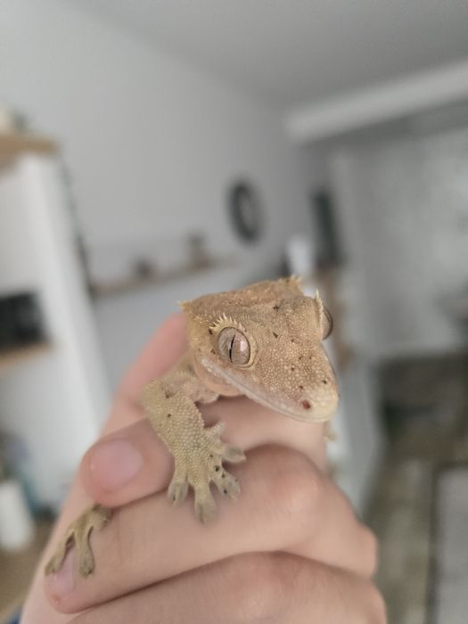 Piton Regal (Ball Python) si Crested Gecko