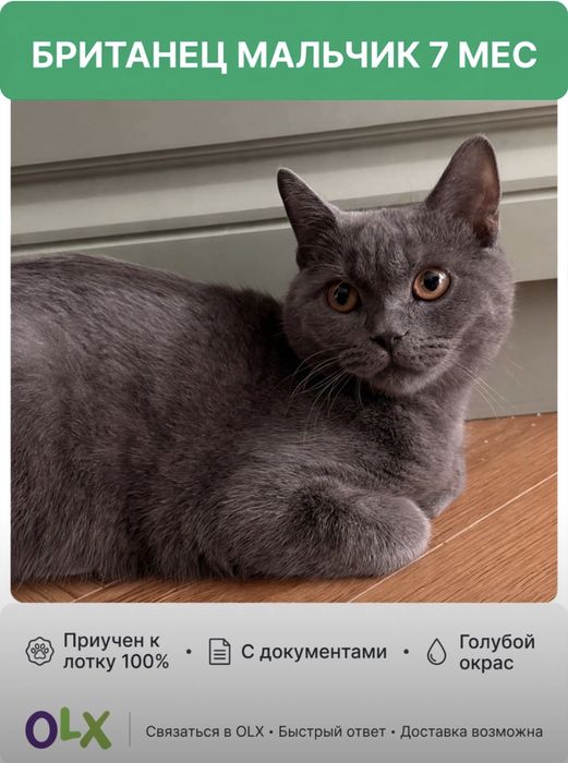 Британец, самец, 7 месяцный, очень ласковый и добрый