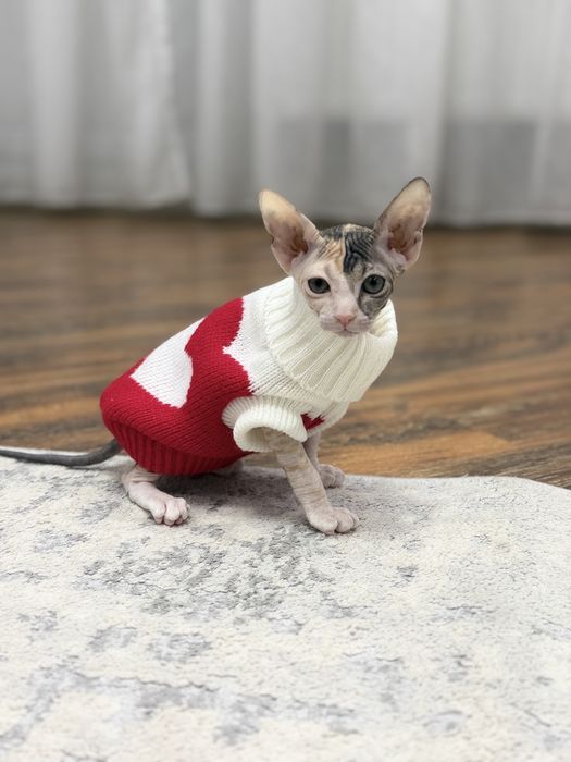 Велюровый сфинкс  котенок 2 мес.