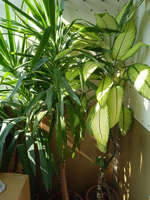 Высокие комнатные растения.