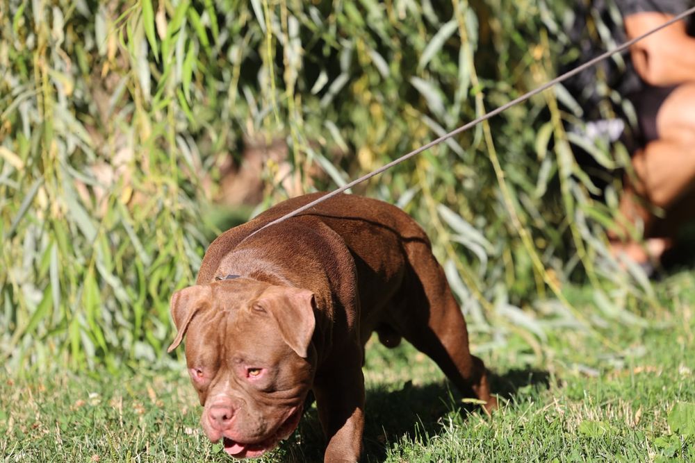 Mascul American Bully