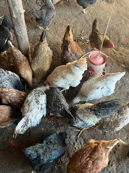 Домашный тауыктар