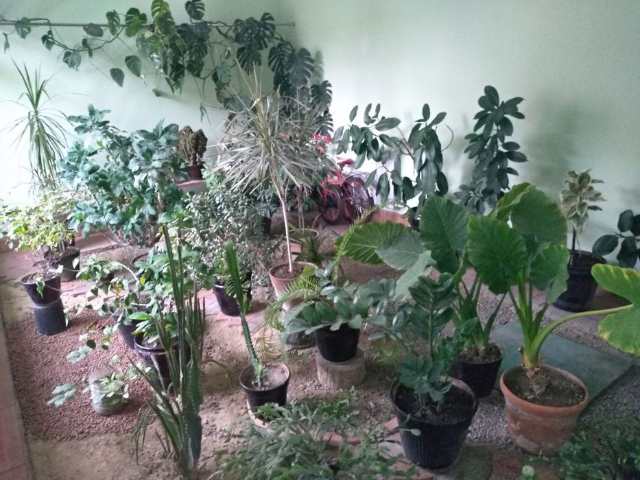 комнатные растения/  xonaki gullar