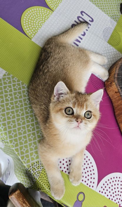 Късокосместо котенце