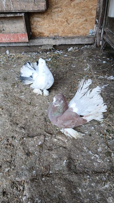 Vând porumbei și găini