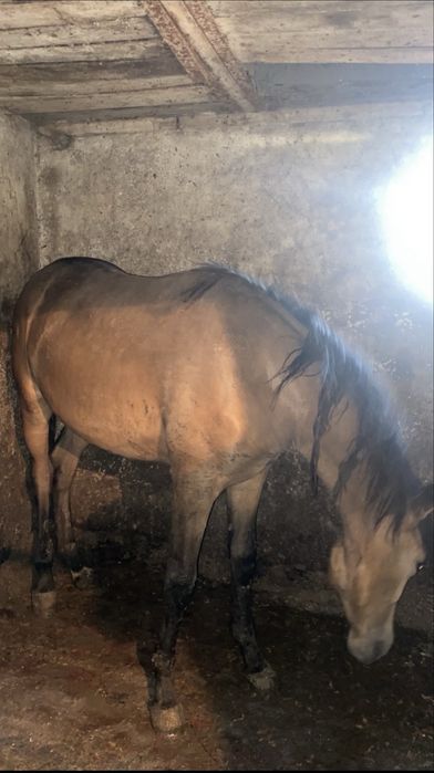 Продам жирных лошадей с откорма в Атбасаре