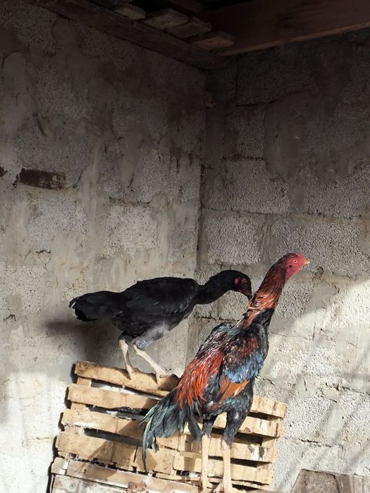 Продаю петуха...