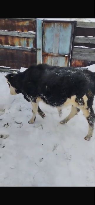 Бык - 2 года, бычки - 2 шт (9 месяцев), корова с теленком.