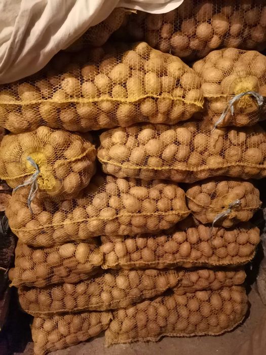 Картоф за семе и консумация (Сорая)