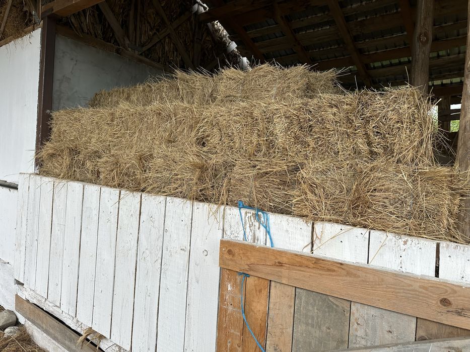 Baloti fân ………….