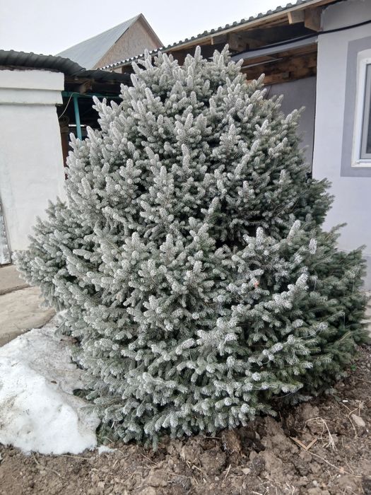 Продам елку пышную