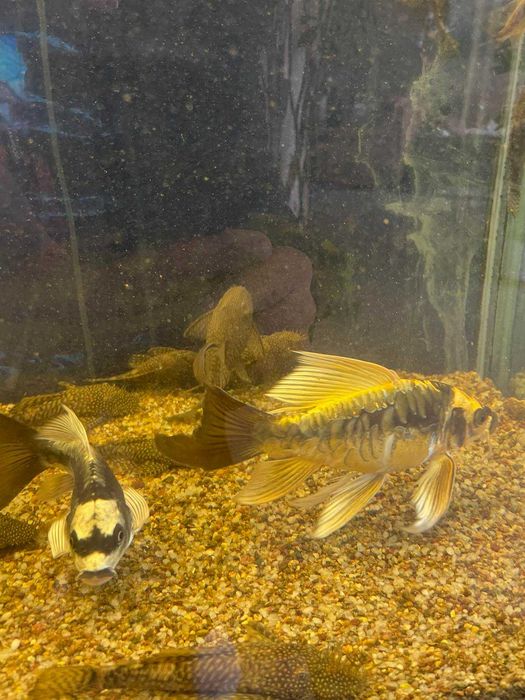 Риби кои / пеперуди/