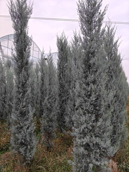 Аризонский кипарис