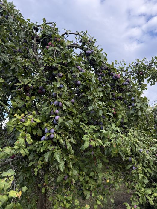 Prune grase bio 100%  pentru țuica