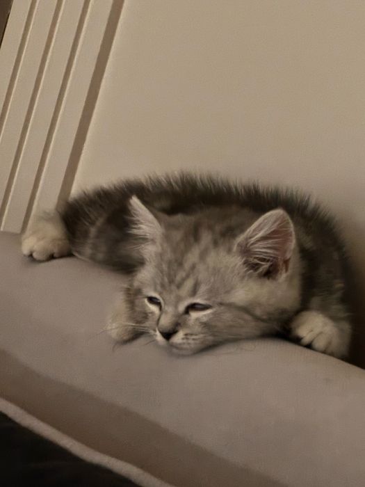 Котенок продается 5000тг