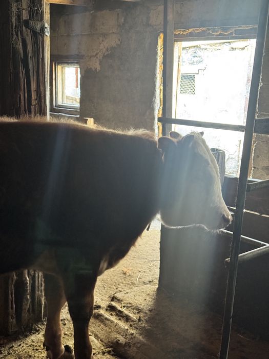 Продается бычок, бұқа сатылады.