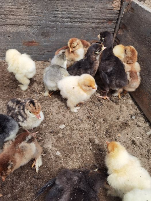 Pui și ouă Brahma "lemon si potirnichiu"