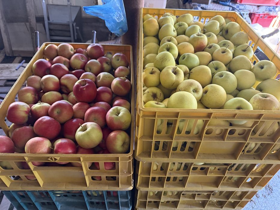 Vând 500 kg mere de consum – 2,5 lei/kg (ridicare din Geoagiul de Sus, Alba)