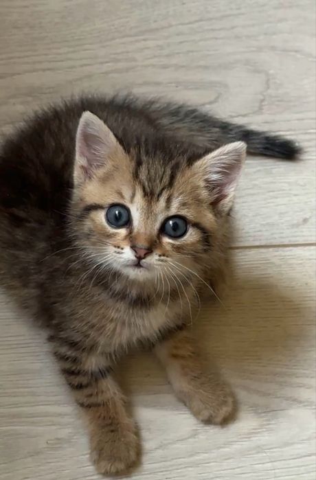Котенок мальчки 1 месяц