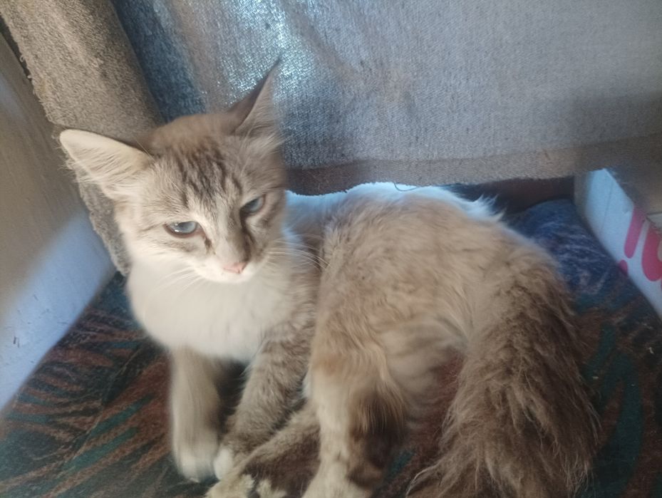Chiroyli mushuk sotiladi