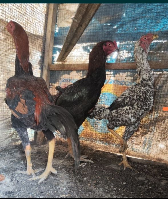 Петух петухи бойцы