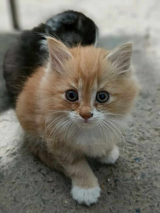 Mushuk bolalari 1.5 oylik bittasi  Котята в возрасте 1,5 месяцев один
