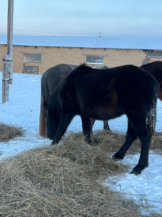 Тай , Кунан , Құнан