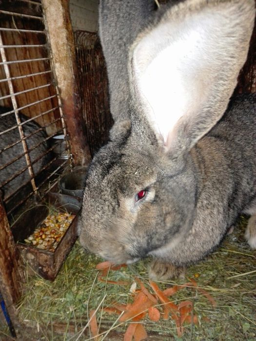 Vand iepuri urias german.