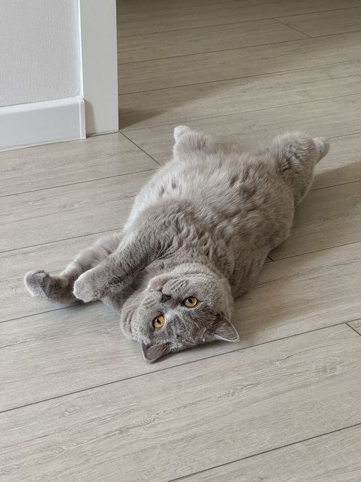 отдам кота в хорошие руки